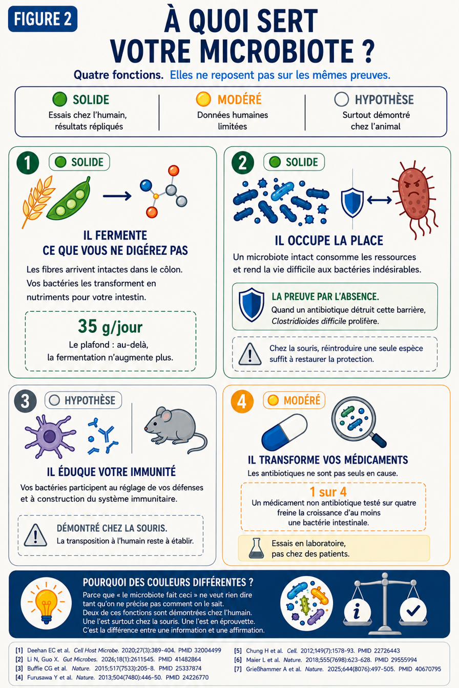 Infographie présentant les quatre fonctions du microbiote intestinal, chacune assortie de son niveau de preuve : la fermentation des fibres et la protection contre les bactéries indésirables sont solidement démontrées chez l’humain, l’éducation du système immunitaire l’est surtout chez la souris, la transformation des médicaments repose sur des essais en laboratoire.