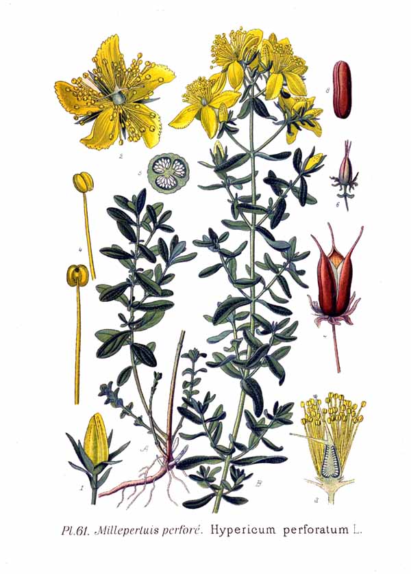 Planche botanique ancienne représentant Hypericum perforatum, le millepertuis perforé, avec la plante fleurie, la fleur, les feuilles et les fruits.