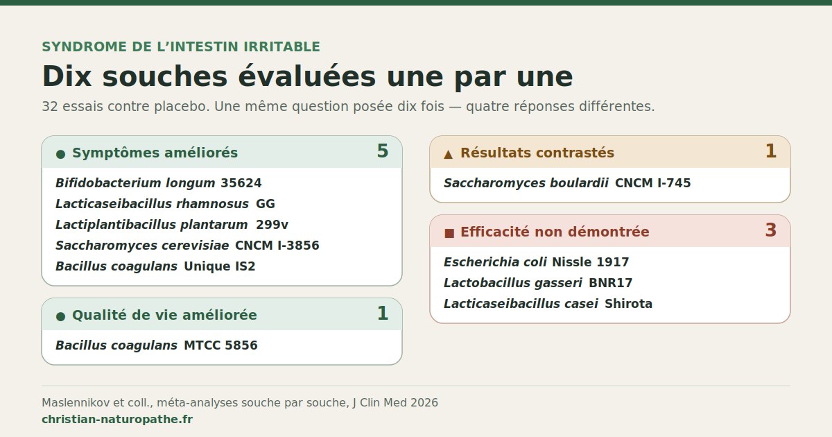 Infographie classant dix souches de probiotiques évaluées une par une dans le syndrome de l’intestin irritable : cinq améliorent les symptômes — Bifidobacterium longum 35624, Lacticaseibacillus rhamnosus GG, Lactiplantibacillus plantarum 299v, Saccharomyces cerevisiae CNCM I-3856 et Bacillus coagulans Unique IS2 ; une améliore la qualité de vie, Bacillus coagulans MTCC 5856 ; une donne des résultats contrastés, Saccharomyces boulardii CNCM I-745 ; trois n’ont pas démontré d’efficacité, Escherichia coli Nissle 1917, Lactobacillus gasseri BNR17 et Lacticaseibacillus casei Shirota.